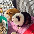 Why Guinea Pigs Are Great | Animal Welfare Society
